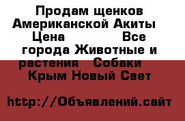 Продам щенков Американской Акиты › Цена ­ 25 000 - Все города Животные и растения » Собаки   . Крым,Новый Свет